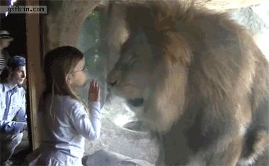 1326308782_little_girl_vs_lion_at_the_zoo.gif