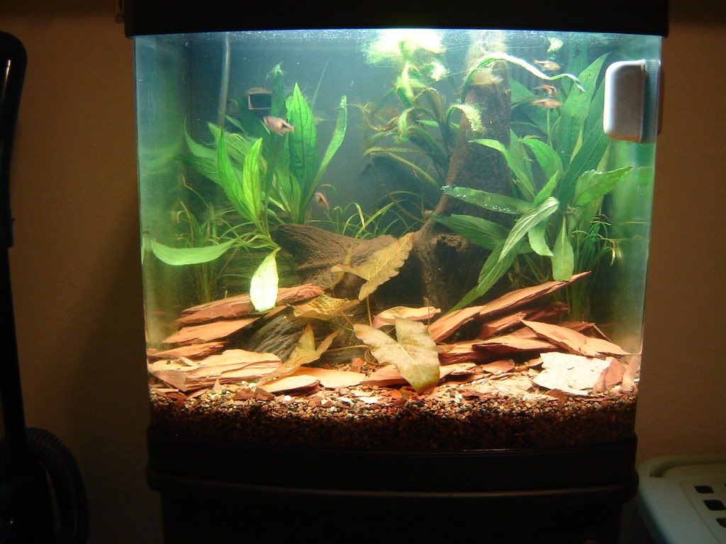 petsmart biocube