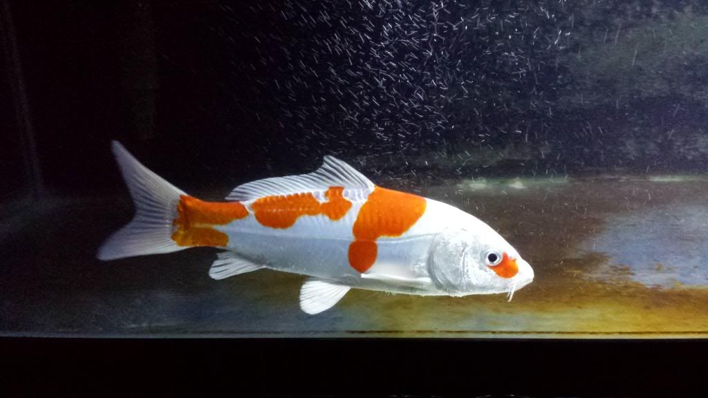 Koi Won't Eat and Stays at Bottom of Pond