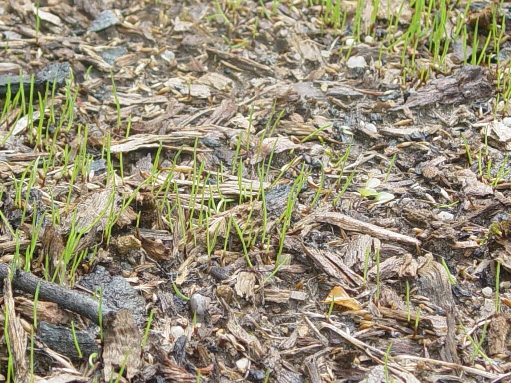 grass sprouts