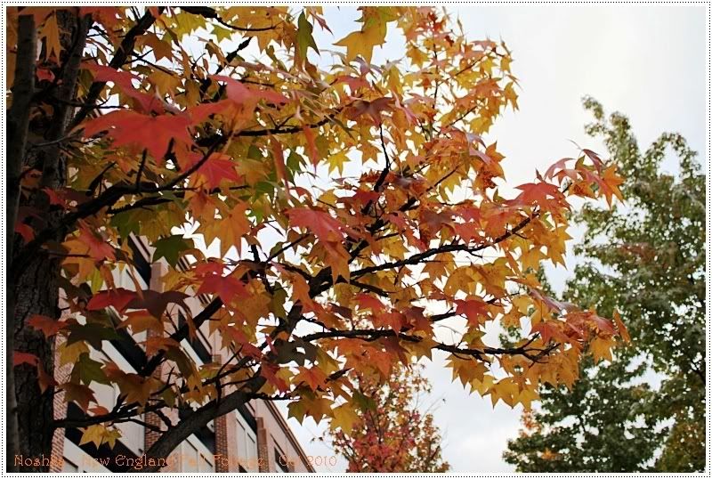 2010 New England Fall Foliage by Noshka