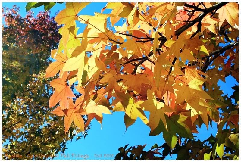 2010 New England Fall Foliage by Noshka