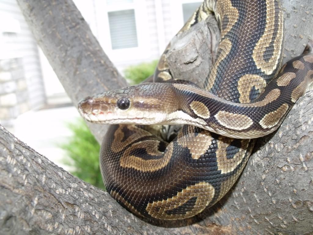 Photo shoot #4 normal corn and cinnamon ball python