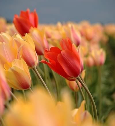 red tulips photo: red one Red-Tulip_Banner.jpg