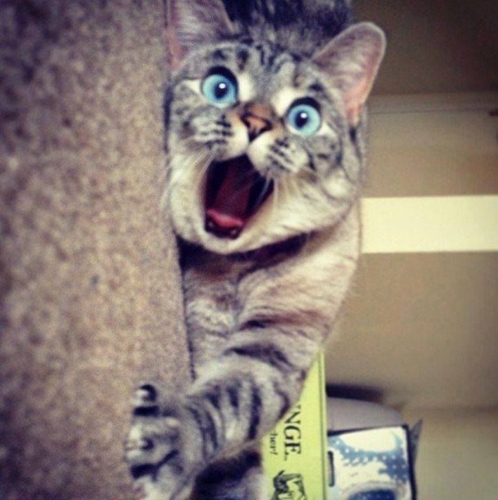 http://i200.photobucket.com/albums/aa149/neonsamurai/Scared%20Cat_zpsndyhxa3c.jpg