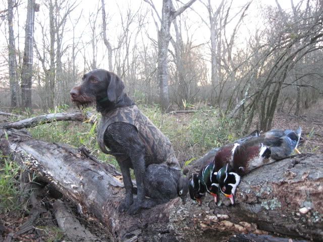 Izzy S Last Duck Hunt Of The Season Pictures Texas Hunting Forum