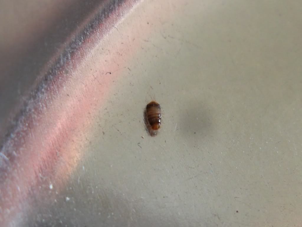 Is this a bed bug? [a: beetle larvae] Â« Got Bed Bugs? Bedbugger ...