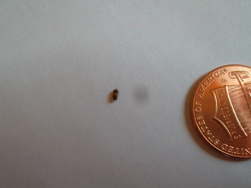 Is this a bed bug? [a: beetle larvae] Â« Got Bed Bugs? Bedbugger ...