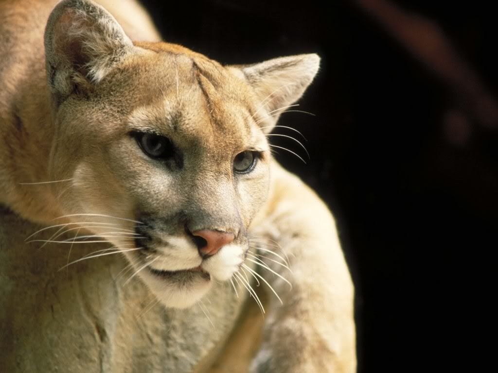 Lioness Pictures, Images and Photos