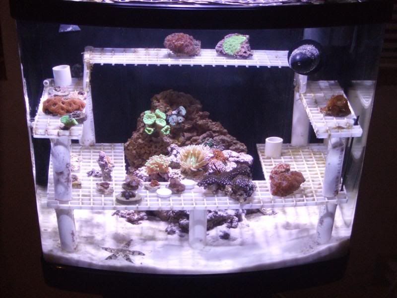Show me your eggcrate Reef Central Online Community