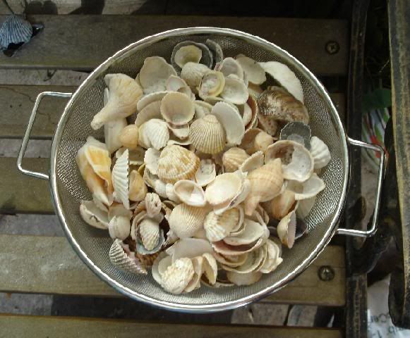 Sea Shells Pictures, Images and Photos