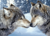 Wolves.gif image by DEMONICBEBI