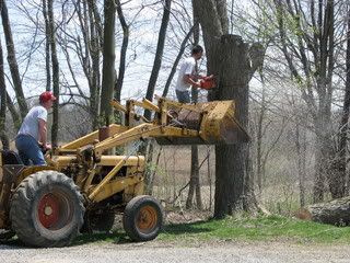 Cutting down the Silver Maple