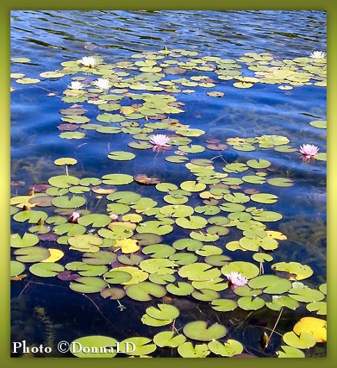 DsDesignsGreenLilypad.jpg picture by 55hockeyfan