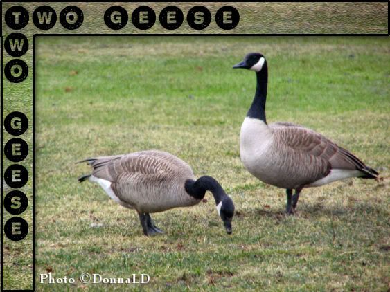 DsDesignsTwoGeese.jpg picture by 55hockeyfan