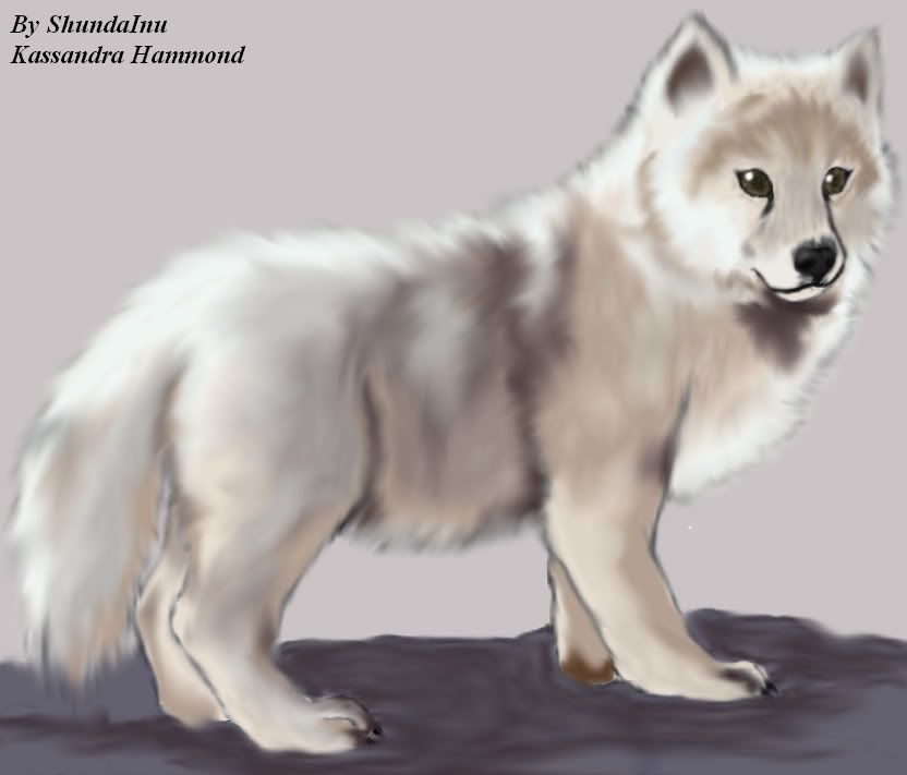 Anime Wolf Pup Drawings. Anime Wolf pup 4 image by