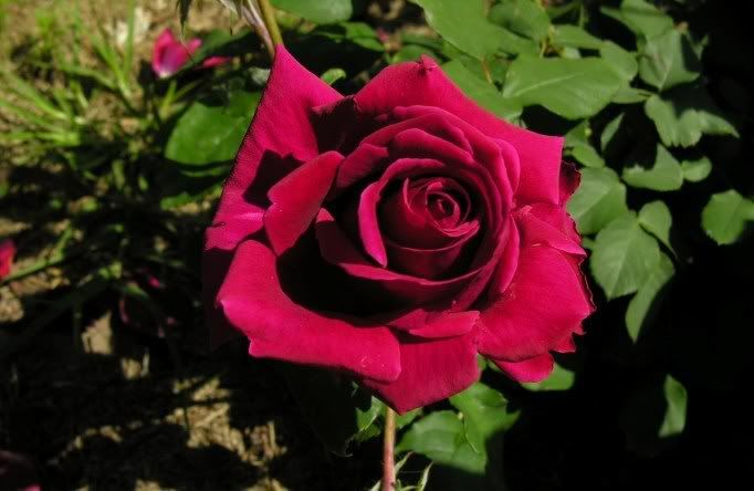 Photo Sharing and Video Hosting at Photobucket