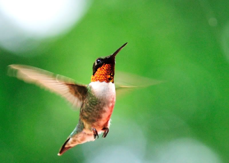 08-June-Hummingbird-1.jpg