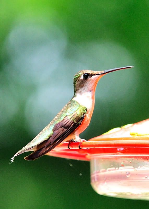 08-June-Hummingbird-6.jpg