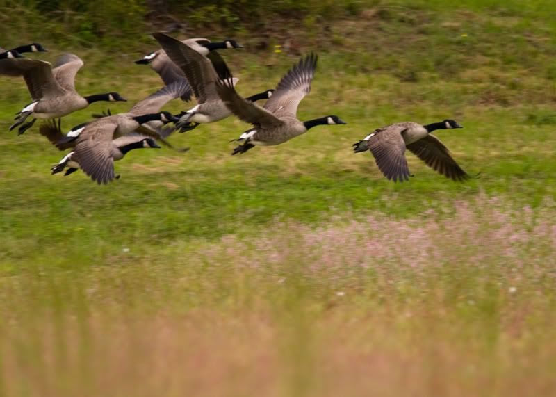 Geese-Landing-01.jpg