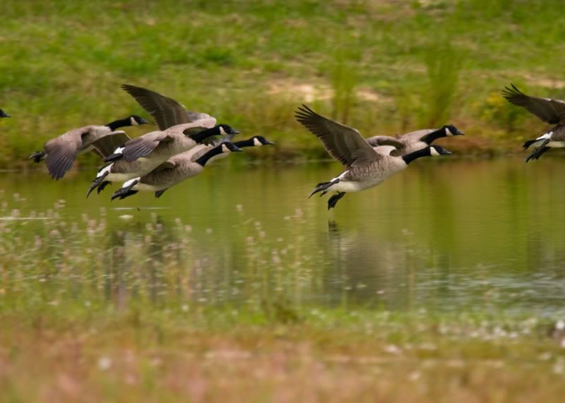 Geese-Landing-02.jpg