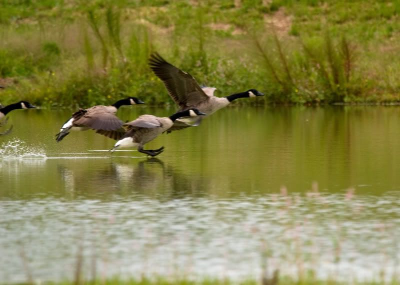 Geese-Landing-03.jpg