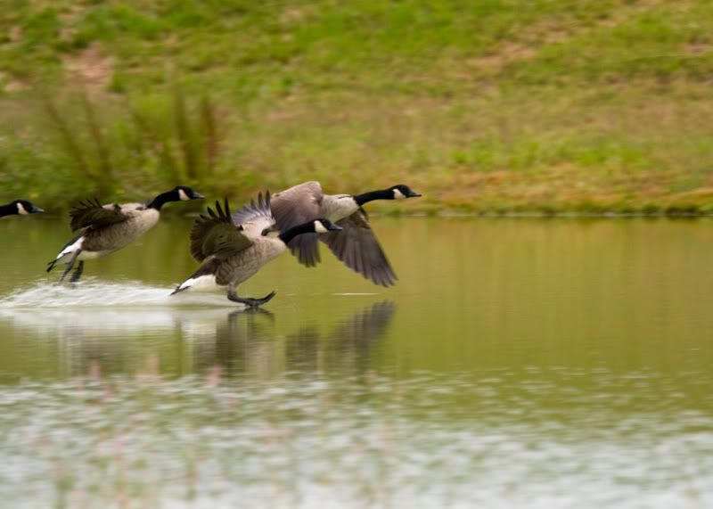 Geese-Landing-04.jpg