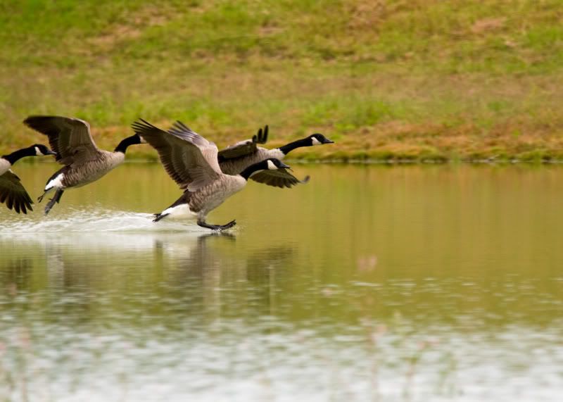 Geese-Landing-05.jpg