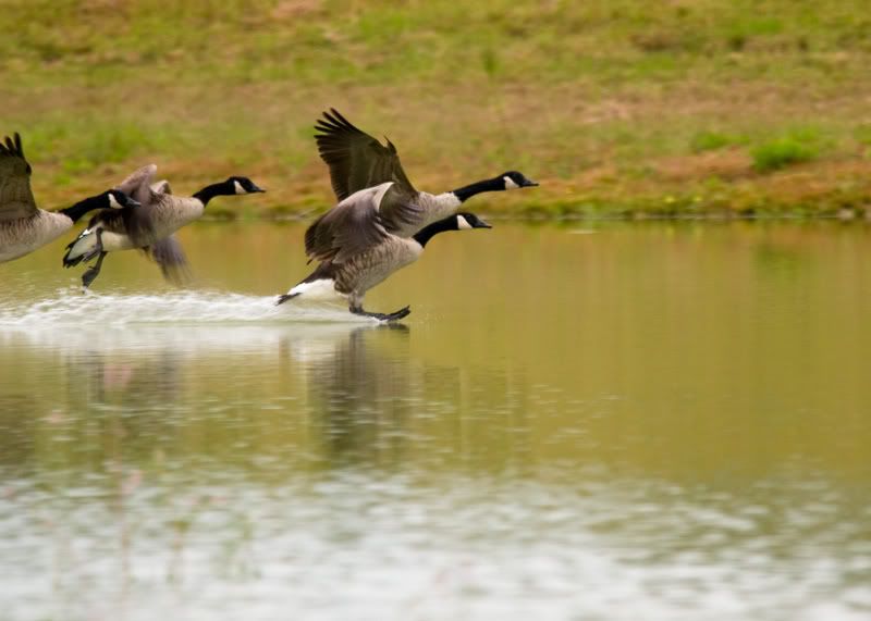 Geese-Landing-06.jpg