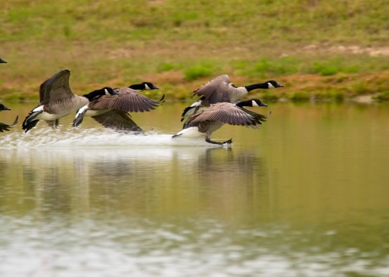 Geese-Landing-07.jpg