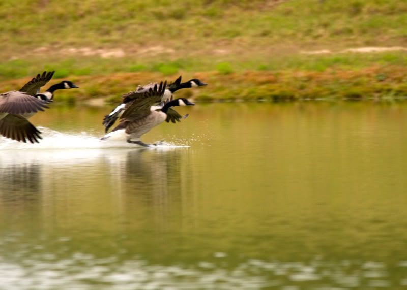 Geese-Landing-08.jpg