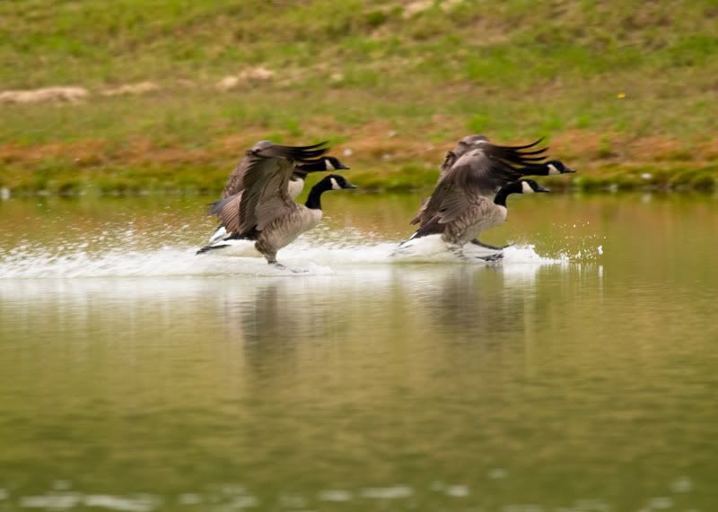 Geese-Landing-09.jpg