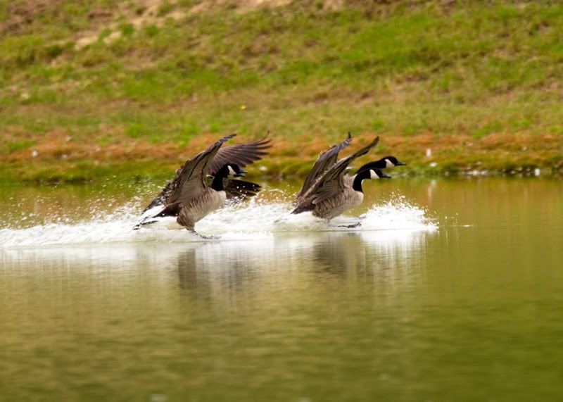 Geese-Landing-10.jpg