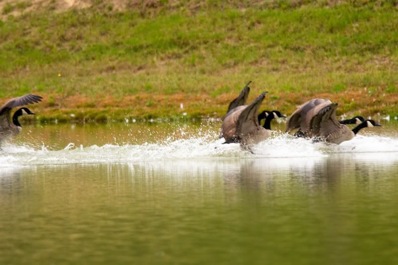 Geese-Landing-11.jpg