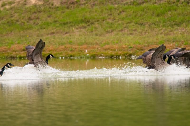 Geese-Landing-12.jpg