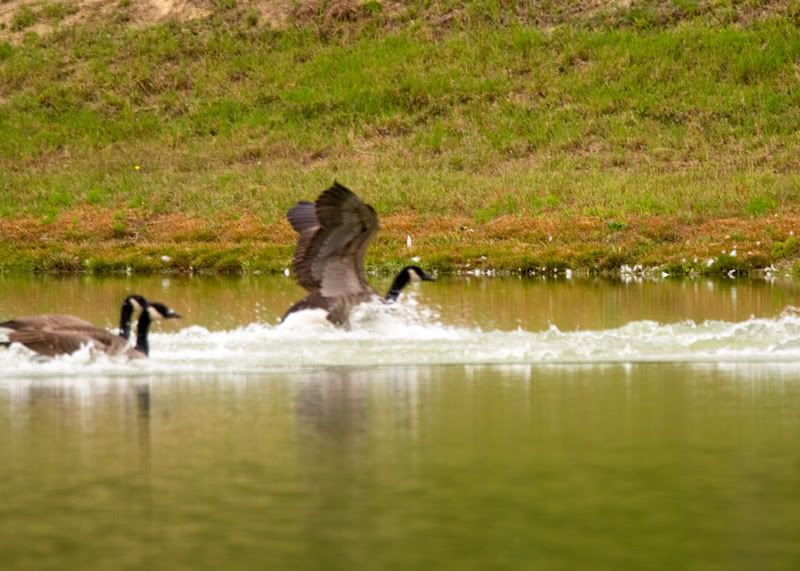 Geese-Landing-13.jpg