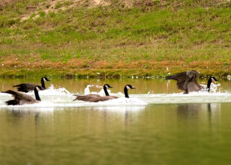 Geese-Landing-14.jpg