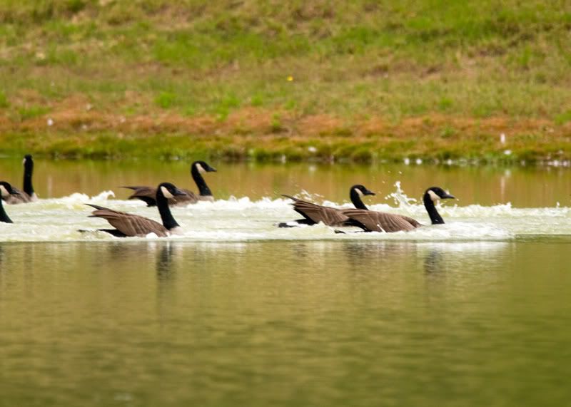 Geese-Landing-15.jpg