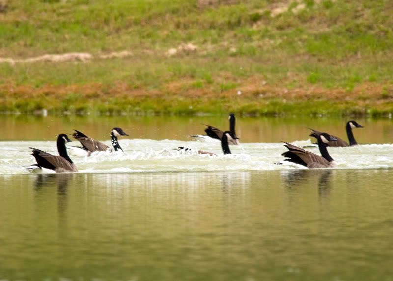 Geese-Landing-16.jpg