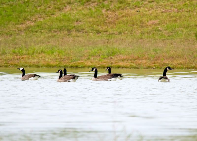 Geese-Landing-17.jpg