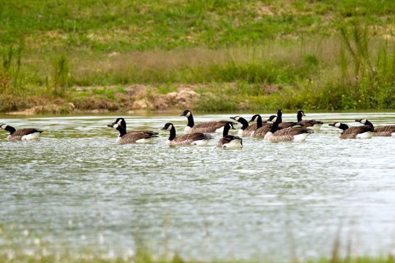 Geese-Landing-18.jpg