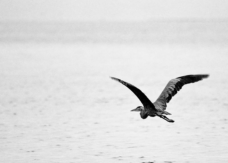 Heron5BW.jpg