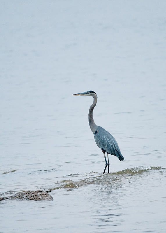 Heron6.jpg