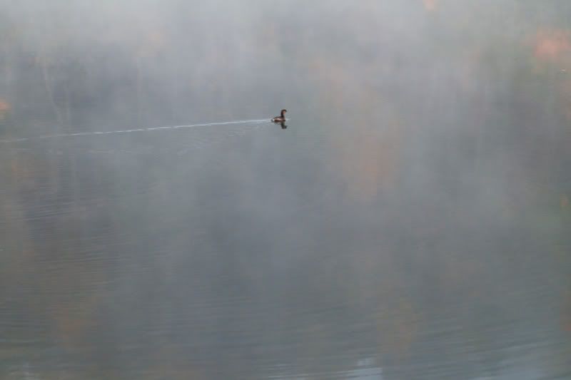 Misty-Morning-Swim-.jpg