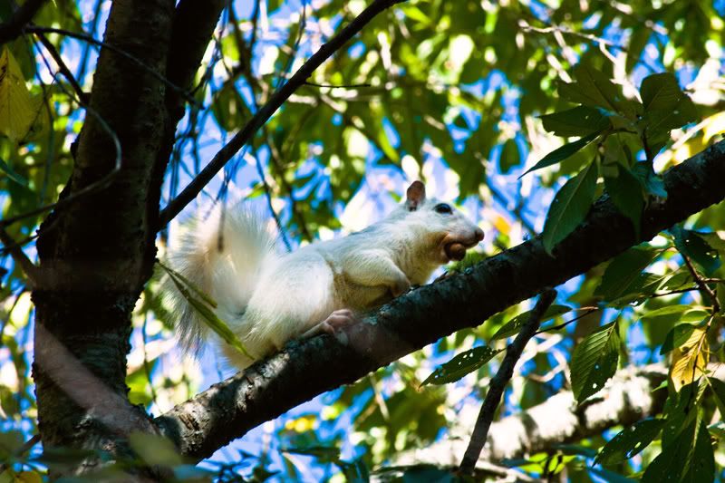 White-Squirrel-1.jpg