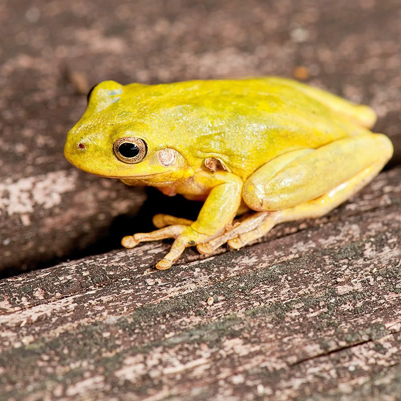 Frog Yellow