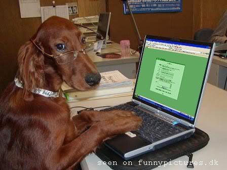 Doctor Dog Pictures, Images and Photos