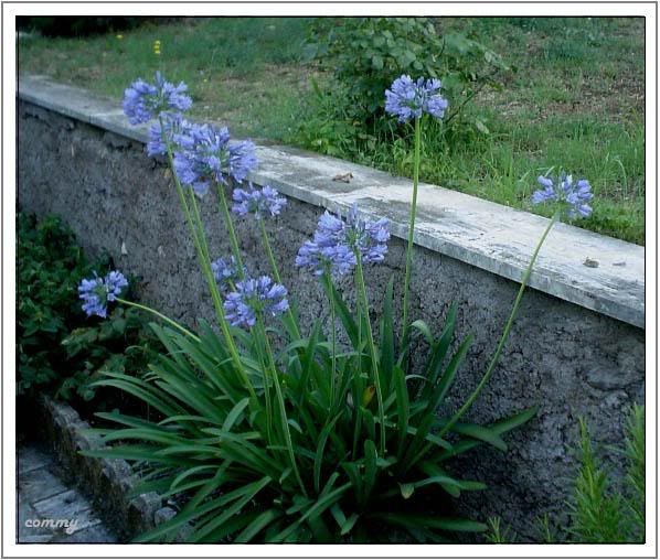 agapanthus1.jpg