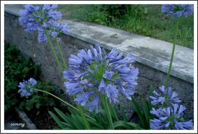 agapanthus2.jpg