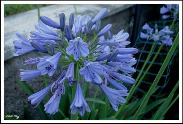 agapanthus3.jpg